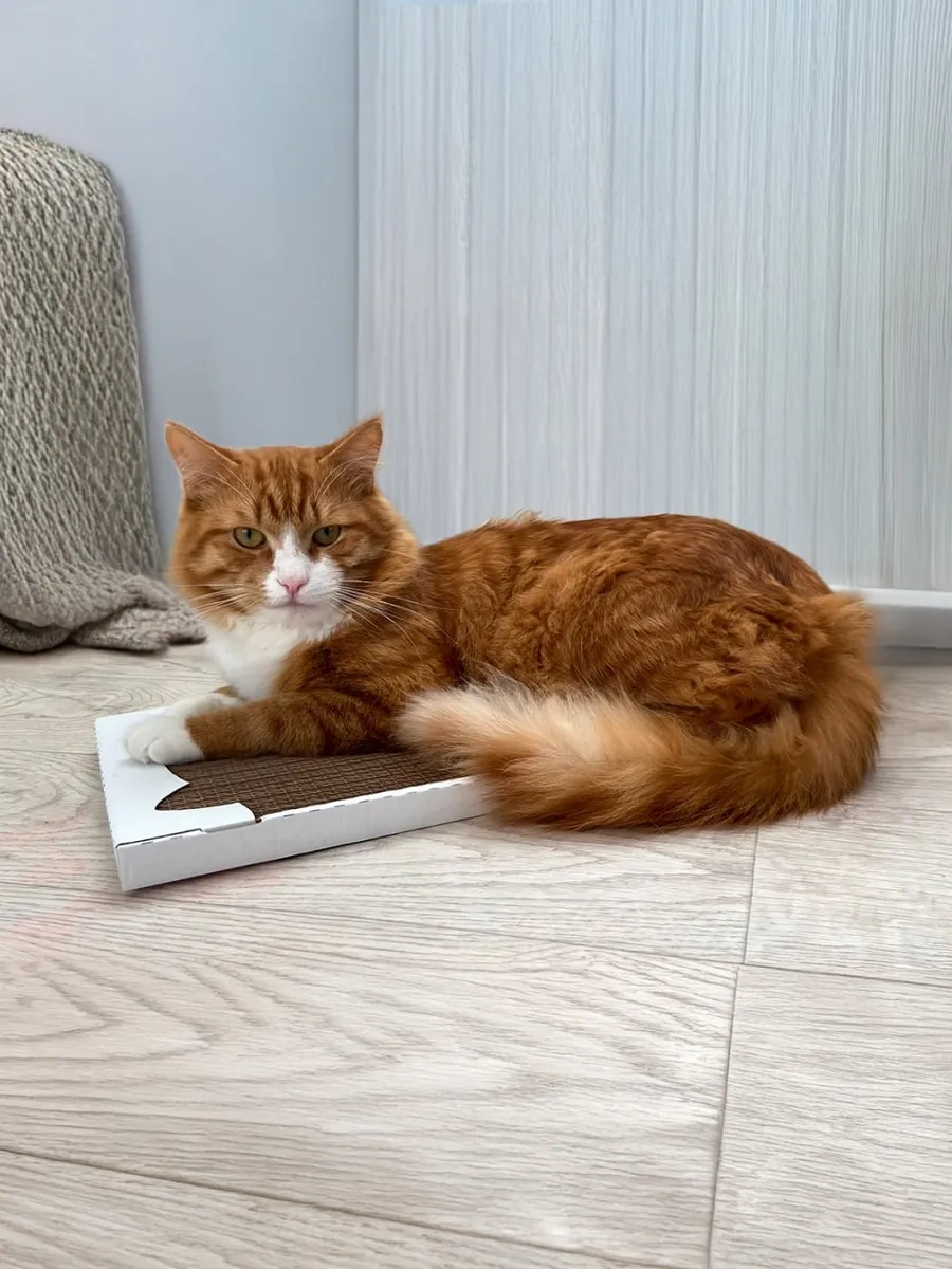 Pangur Kedi Mama Kabı Kulaklı Kırışık Karton Kedi Panguru Toguoluğu Yastığı 379659503