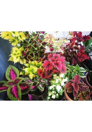 Kolyos Yaprağı Güzel Çiçeği Tohumu