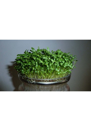 Yerli Tere Mikro Yeşillik Tohumu, Geniş Yapraklı, 15 Gram