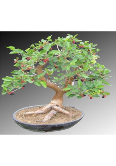 Karadut Bonzai Ağacı Ekim Seti 5 Adet Tohum Saksı Toprak Kombin