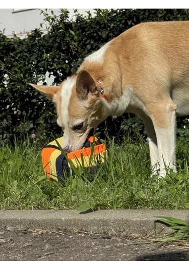 Zooone Köpekler İçin Zooone Oyunu, "koklama Küpü", 20 20 Cm 181964518