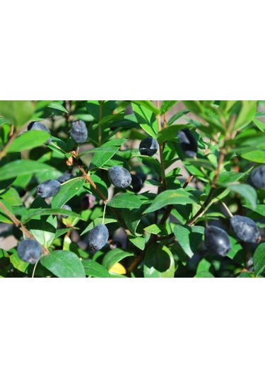 Bahçevilya Siyah Mersin Murt Fidanı 20-30 Cm Boylarında Tüplü