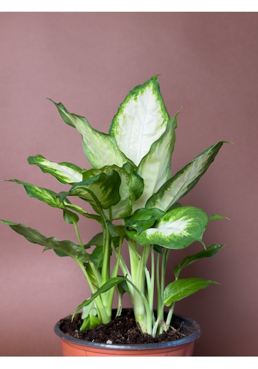 Difenbahya Dieffenbachia 'camille' 40 Cm Alacalı Yapraklı Form