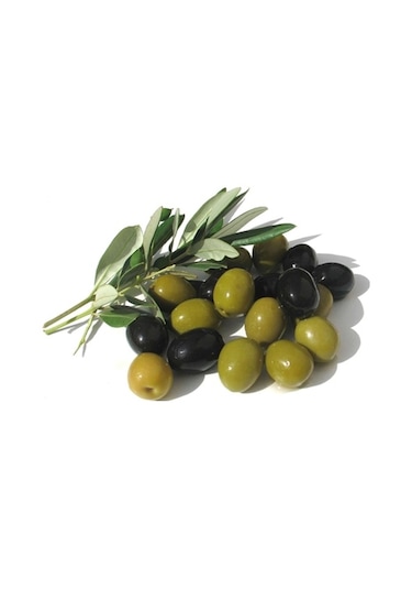Gemlik Zeytin Fidanı Tüplü