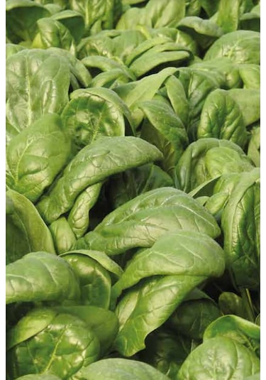 Ispanak Tohumu Ulak 10 Kg