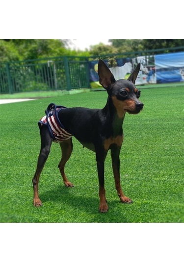 Pet Çizgili Fizyolojik Pantolon Köpek Adet Pantolonu, Boyut: S Kahverengi