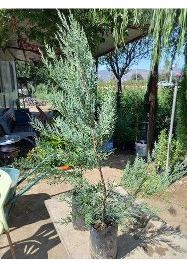 10 Adet Leylandi Siyah Tüp Torbada Ortalama 80 Cm Çit Çamı