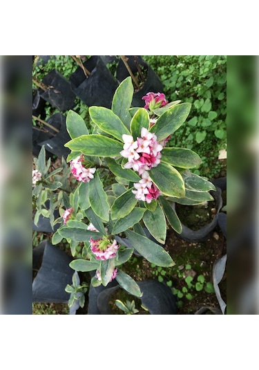 Kafkas Gülü Daphne Kokulu 40-60 Cm