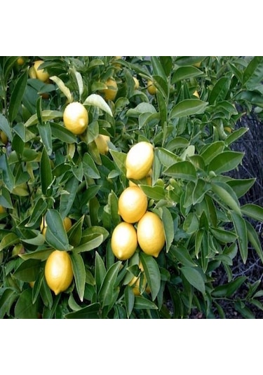 Yediveren Limon Tohumu 3 Tohum