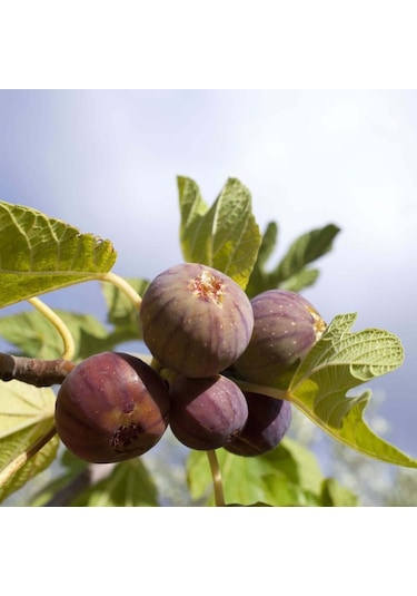 Mor Fatih İncir Fidanı 20-40 Cm Saksılı