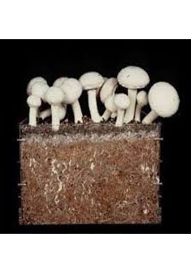 Kültür Mantarı Deneme Kiti Kompostu 2 Adet