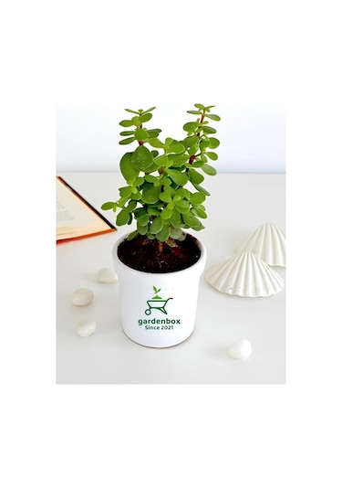 Yeşim Para Çiçeği 1 Adet Dekoratif Canlı Bitki 10-15cm Crassula