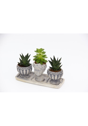 Trio Helen Gri Sukulent Seti - Haworthia Limifolia. Echeveria