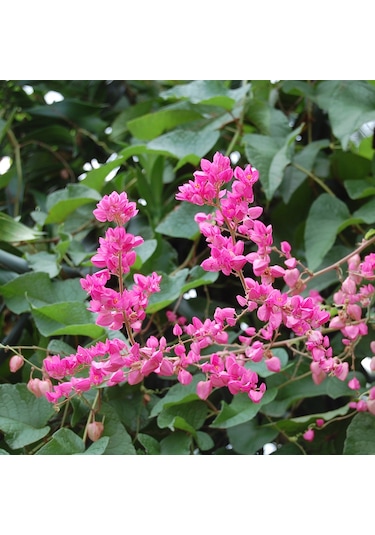 Pembe Çiçekli Çin Aşk Sarmaşığı Tohumu