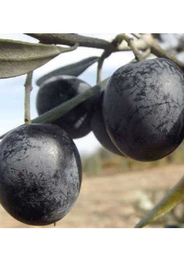 10adet Gemlik Trilye Zeytin Fidanı Tüplü