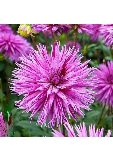 Dev Çiçekli Striped Ambition Dahlia Yıldız Çiçeği Soğanı Yumrusu 1 Adet