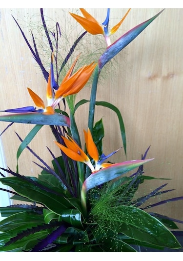 Starliçe (Cennet Kuşu Çiçeği) Strelitzia Nicolai 60 cm