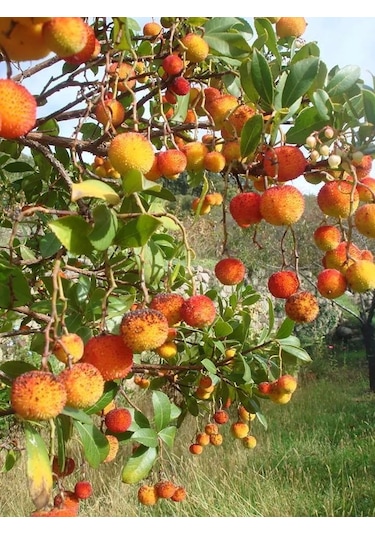 Kocayemiş Dağ Çileği Fidanı Saksılı 20 - 30 Cm