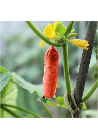 Nadir Ithal Kırmızı Salatalık Tohumu 5 Adet Tohum Red Cucumber
