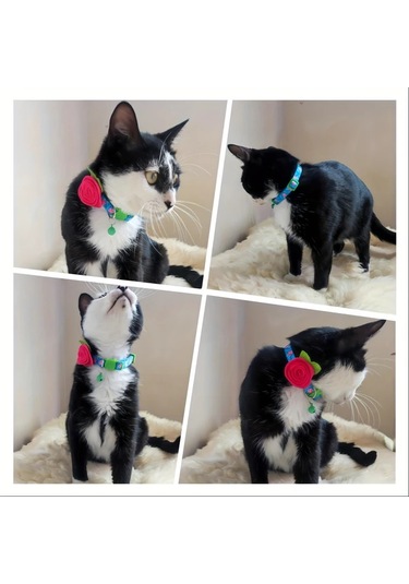 Willowhaven Gzpets Çiçekli Kedi Tasması - Tavuskuşu Mavi, Ayarlanabilir Ve Emniyetli Kırılmasız Tasarım Diğer