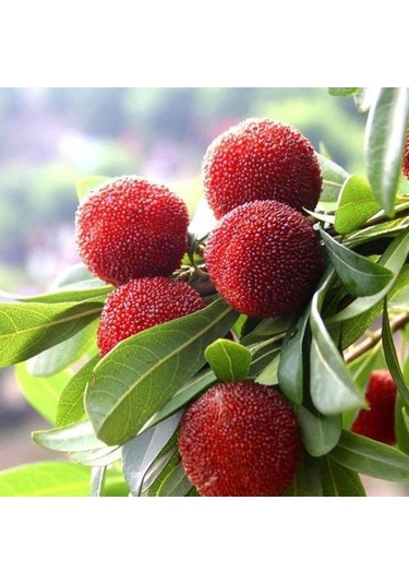 Tropikal Myrica Çin Çileği Tohumu Ekim Seti 2 Tohum +Saksı+Toprak