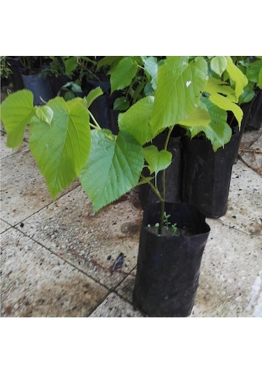 Ihlamur Ağacı Fidanı, Tüplü Her Mevsim Dikiebilr. 40-50 cm. Siyah
