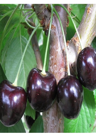 2 Adet Kara ( Siyah ) Kiraz Fidanı 3 Yaş