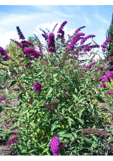 1-2 Yaş Arası Mor Kelebek Çalısı Fidanı Kelebek Çeken Zarif Çiçek