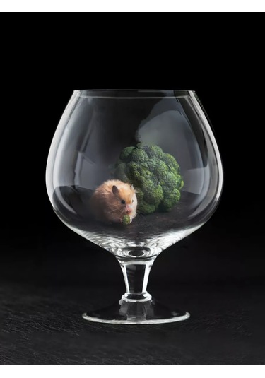 Glass Concept Akvaryum Balıklar İçin 1.8 Litre Cam Bar Not: "bar" Kısaltması, Kapı Veya Çardak Gibi Kapalı Bir Alanda