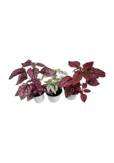 Üçlü Hypoestes Seti