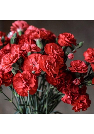 Karanfil Tohumu 6 Paket