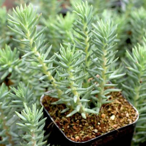 Mezar - Kabir Sedum Bitki Seti - 90 Adet 2 Çeşit Kurakçıl Bitki