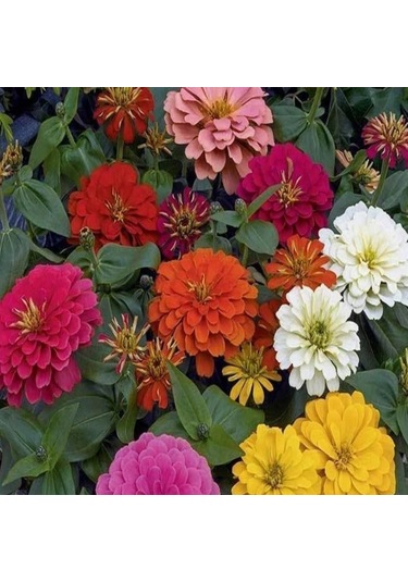 Super Yoga Scarlet Zinya Çiçeği Tohumu 40 Tohum