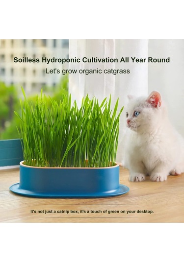 Mufunye Kedi Çimi Ekici Hidroponik Yetiştirme Kiti İç Mekan İçin Topraksız Kedi Nanesi Buğday Çimi B