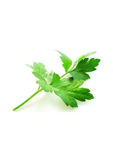 Yerli Ata Tohumu Geniş Yaprak Maydanoz 500 Adet