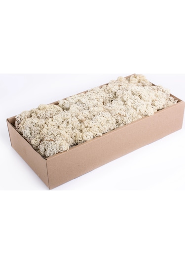 Reindeer Moss Beyaz Şoklanmış Norveç Yosunu 30gr
