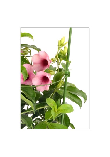 Neevoyu Boy Ayarı Yapılabilir 60cm Boyunda 28cm Çapında Bitki Tırmanma Sepeti - Bahçe Malzemesi 1 Adet