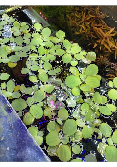 Pistia Stratiotes Su Marulu Su Üstü Canlı Akvaryum Bitkisi 4 Kök 15-20 Yaprak Kolay Bitki