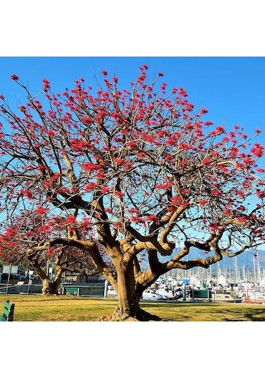 Özel Çeşit Erythrina Caffra Mercan Ağacı Tohumu 3 Adet