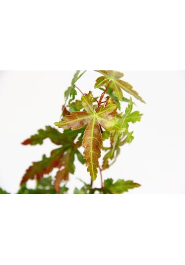 Japon Akçaağacı  Acer Palmatum