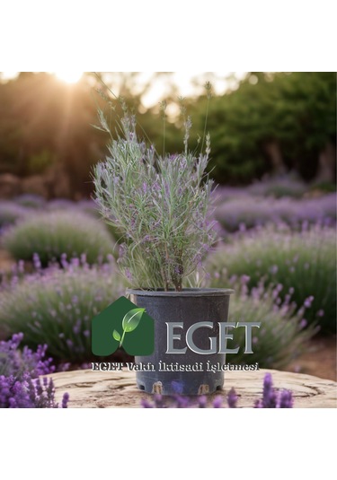 Saksıda Organik Lavanta Lavandula Angustifolia