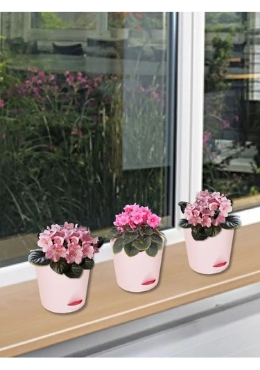 Interm Meyan Çiçeği Saksısı Küçük Plastik Saksı Seti 104978040