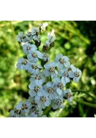 25 Adet Tohum Nadir Mavi Civanperçemi Civan Perçemi Çiçeği Tohumu