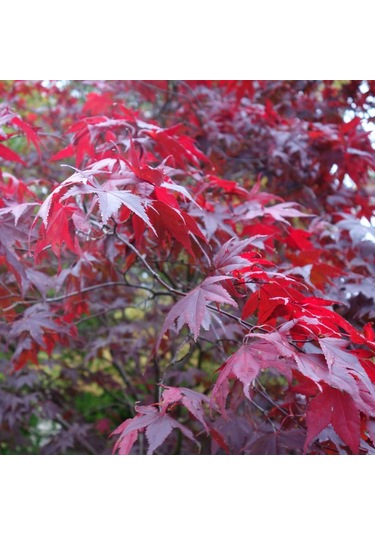 1 Adet 15-25 Cm Boylarında Japon Akçaağaç Fidanı