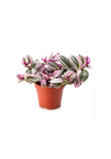 Pembe Telgraf Çiçeği Canlı Bitki Tradescantia Nanouk 15 Cm