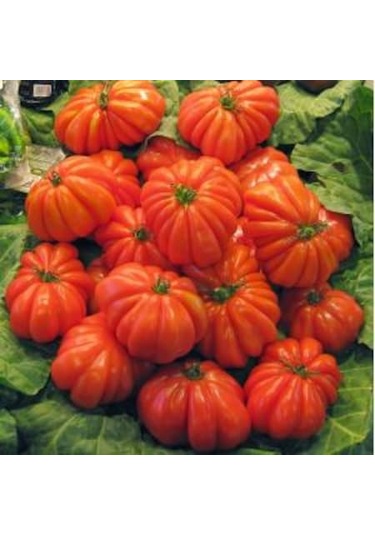 İtalyan Pileli Dev Antik Domates 10 Tohum + Tohum