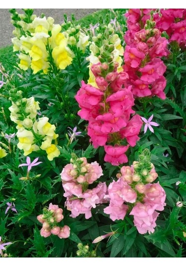 Kına Çiçeği Tohumu 15-20 Adet