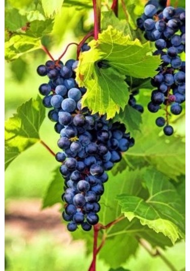 40 Adet Dimrit Üzüm Tohumu