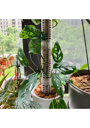 Lebihmurah 4139 Ana Sayfaınn Saksı Bitkileri Çerçeve Katı Yapı İç Mekan Bitkileri Tırmanan Yosun Direği Yosun Çubukları