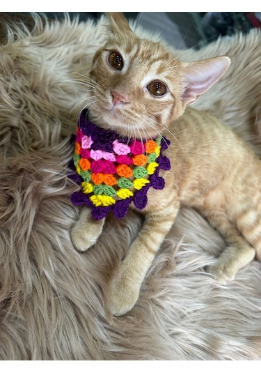 El Örgüsü Renkli Kedi Köpek Tasma Giyim Aksesuarı